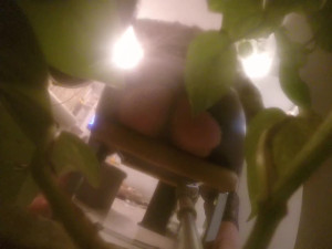 bubble but crossdreser destroy his ass with huge black dildo