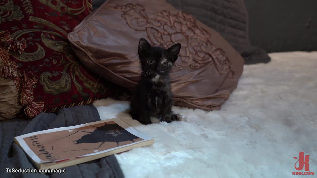 Watch Shemale cat anal fucked by muscular man Shemale Porn Videos | TranSexBig.