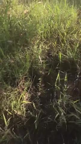 Watch Botei a novinha pra mamar Shemale Porn Videos | TranSexBig.