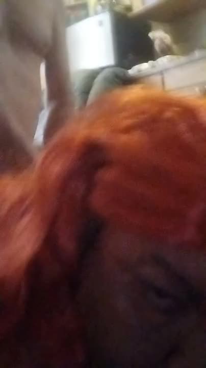 Watch Breeding Shemale Porn Videos | TranSexBig.