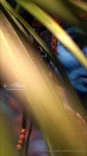 LAURA SAENZ AVATAR