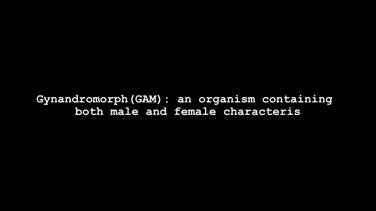 Watch Gynandromorph - 001 Shemale Porn Videos | TranSexBig.