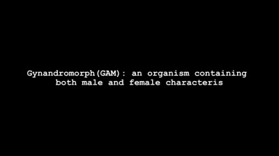 Gynandromorph - 001