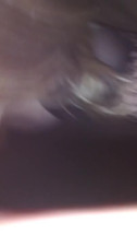 Evonn taking BBC nut to the face